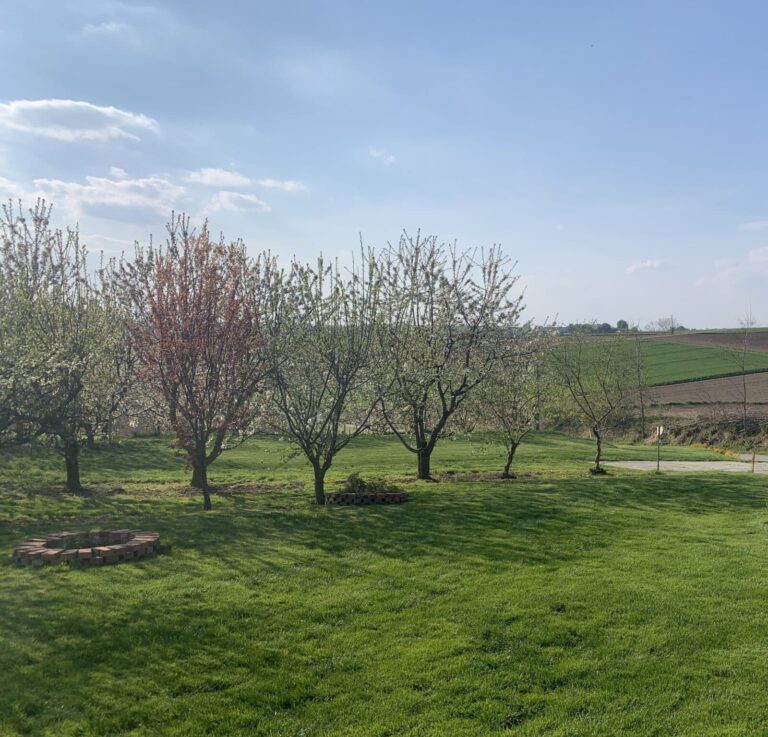 Sad w świętokrzyskim.