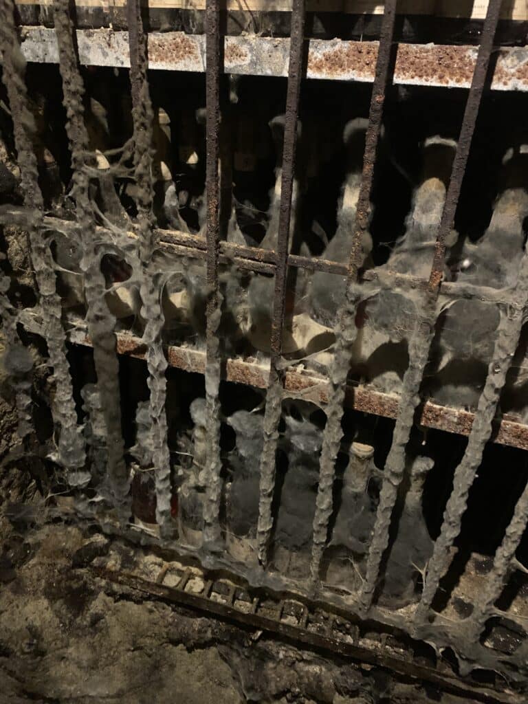 Moldy tokaj bottles.