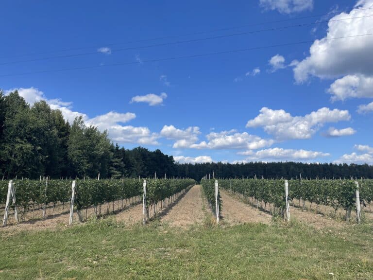 Dwórzno vineyard.